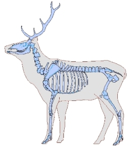 Cervus elaphus (red deer)
